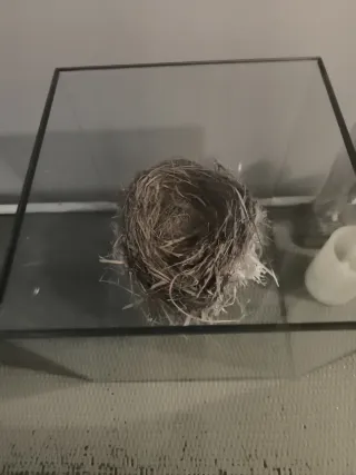 Nido natural en urna de cristal