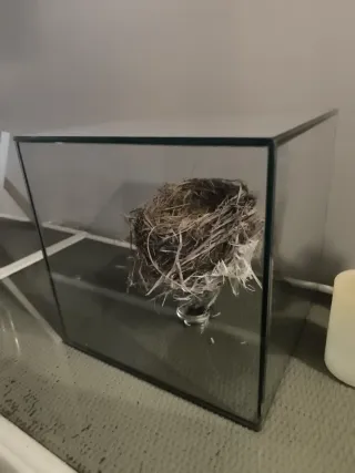 Nido natural en urna de cristal
