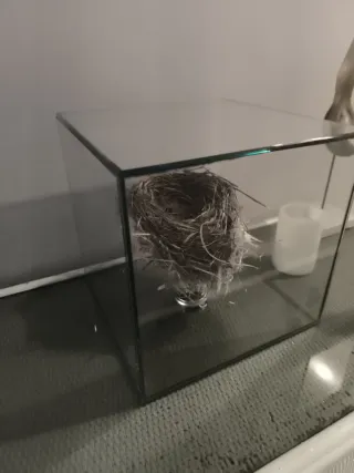 Nido natural en urna de cristal