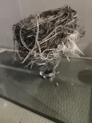 Nido natural en urna de cristal