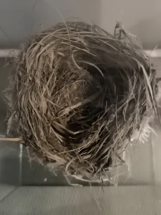 Nido natural en urna de cristal