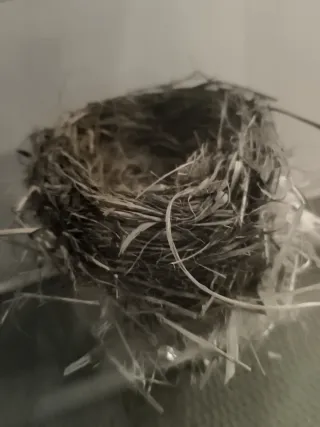 Nido natural en urna de cristal