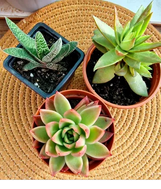 Pack de suculentas