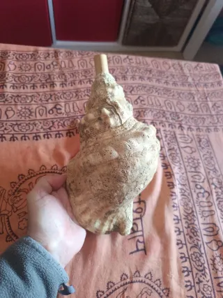 Caracola de mar para tocar