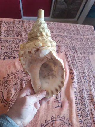 Caracola de mar para tocar