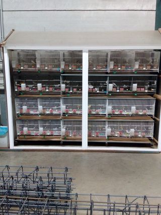 Jaulas para pájaros