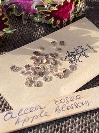 Malva Apple Blossom Gigante Romantica