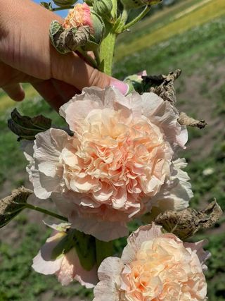 Malva Apple Blossom Gigante Romantica