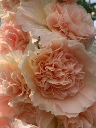 Malva Apple Blossom Gigante Romantica