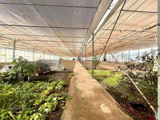 Terreno en alquiler en Ingenio en Ingenio