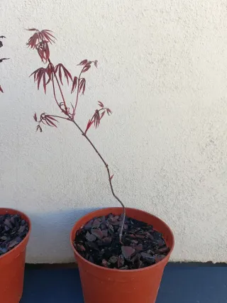 Arce Japonés Atropurpureum