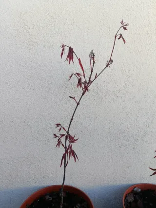 Arce Japonés Atropurpureum