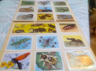 Álbum de cromos Módulo 1 Fauna