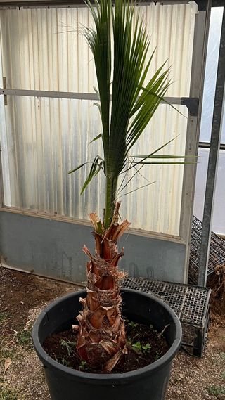 Palmera en maceta