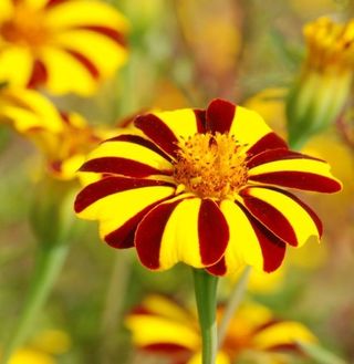 60+ semi Tagete  Marvel striata rari franches