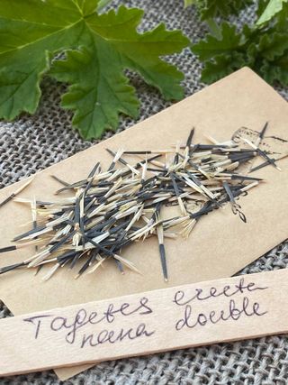 60+ semi Tagete  Marvel striata rari franches