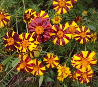 60+ semi Tagete  Marvel striata rari franches