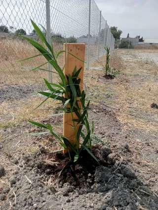 Venta parcela SEGREGADA.