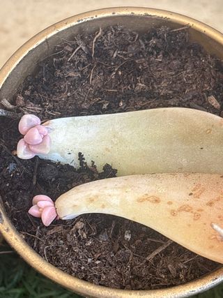 Suculentas en maceta