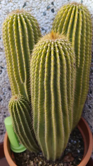 Cactus Antorcha Dorada