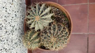 Cactus Barril Grande