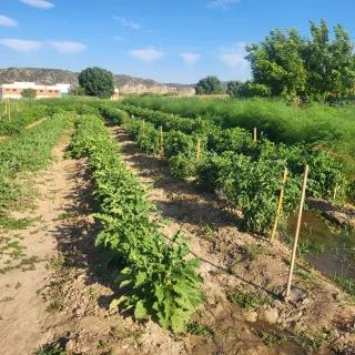 Alquiler de huertos en San Martín de la Vega .