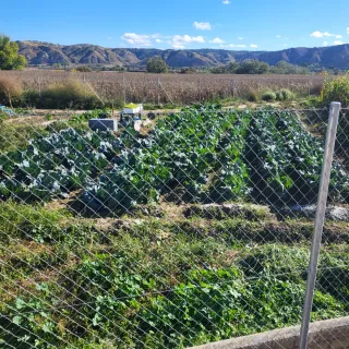 Alquiler de huertos en San Martín de la Vega .