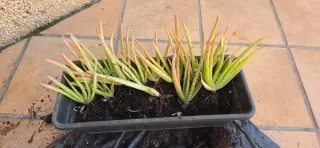 Plantas de Aloe Vera. Hijuelos