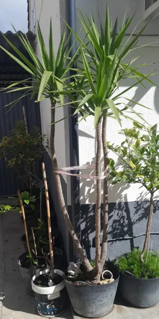 Palmera de 3 tallos e ideal pa decorar tu jardín