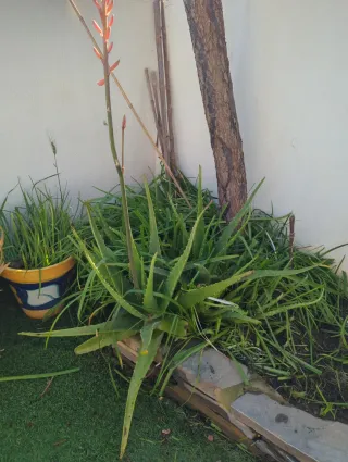 Aloe Vera Recién Trasplantado. Disponibles 3 uds.