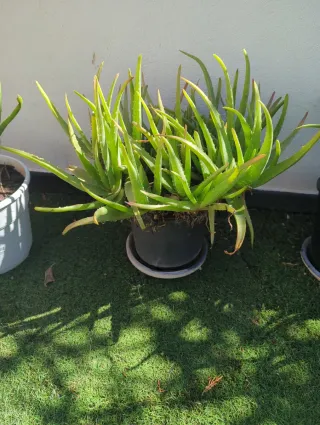 Planta Madre Aloe Vera Adulto