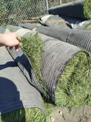 Césped artificial en rollos