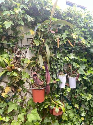 Nepenthes Plantas Carnívoras