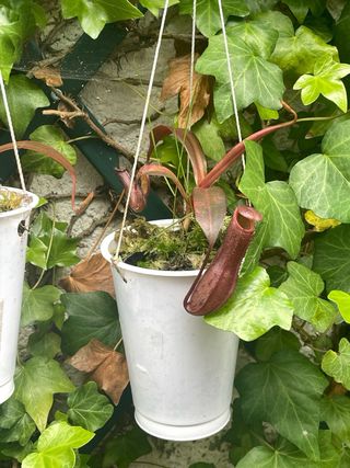 Nepenthes Plantas Carnívoras