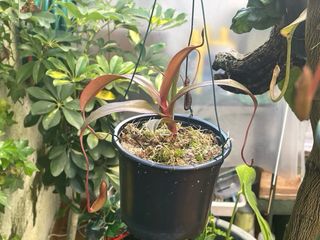 Nepenthes Plantas Carnívoras