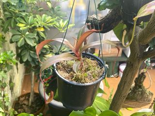 Nepenthes Plantas Carnívoras