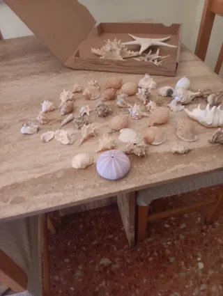 Estrellas de mar y caracolas