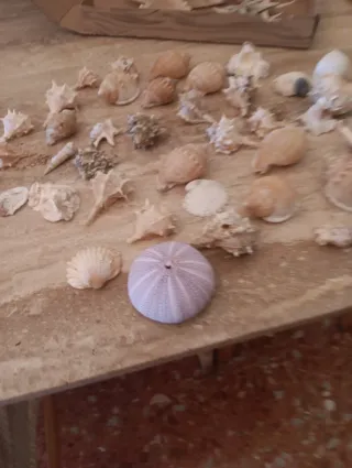 Estrellas de mar y caracolas