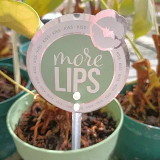 Anthurium More Lips Pianta