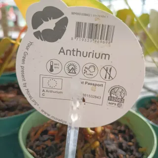 Anthurium More Lips Pianta