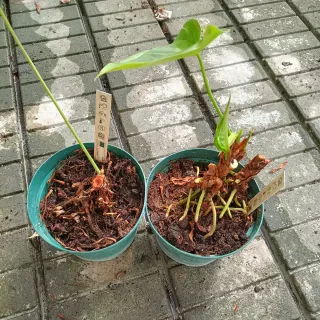 Anthurium More Lips Pianta