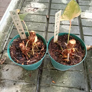 Anthurium More Lips Pianta