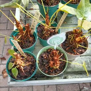 Anthurium More Lips Pianta