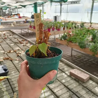 Anthurium More Lips Pianta