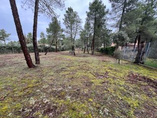 Parcela 2560 m2 en la Urbanización Pinar Jardín.