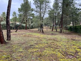 Parcela 2560 m2 en la Urbanización Pinar Jardín.