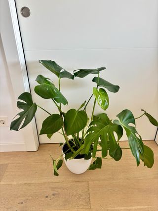 Monstera Deliciosa Planta Natural