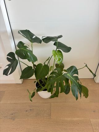 Monstera Deliciosa Planta Natural