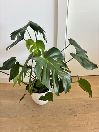 Monstera Deliciosa Planta Natural
