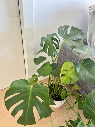 Monstera Deliciosa Planta Natural